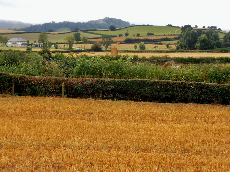 Click for full size image of Hindwell Cursus (PID:117158) Hindwell Cursus
