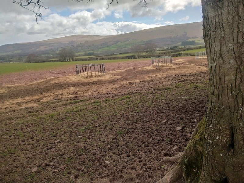 Coed Mawr Hillfort (PID:225403) Coed Mawr Hillfort