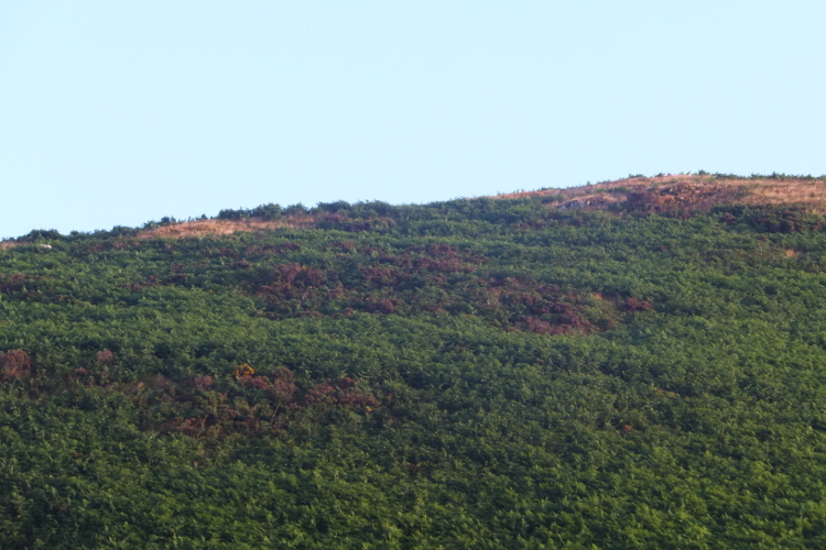 Click for full size image of Pen-Y-Castell (Llanidloes Without) (PID:111003) Pen-Y-Castell (Llanidloes Without)