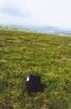Click for full size image of Carreg Wen Fawr Y Rugos Stone Row (PID:56292) Carreg Wen Fawr Y Rugos Stone Row