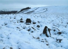 Ynys-Hir - PID:108446
