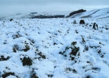 Ynys-Hir - PID:108447