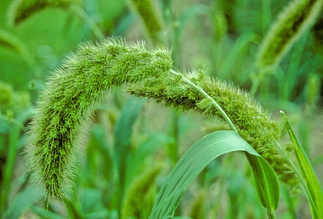 Foxtail Millet.  Setaria italica 
Credit: Mark Nesbitt and Delwen Samuel.  I, the copyright holder of this work, release this work into the public domain. This applies worldwide.  
I, the copyright holder of this work, release this work into the public domain. This applies worldwide.

Photo for use in News story.