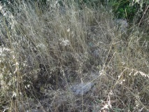 Santu Pedru Nuraghe