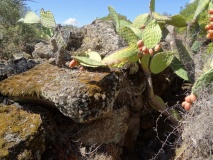 Tacchixeddu 2 Nuraghe