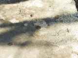 Ceresa Engraved Stone - PID:46049