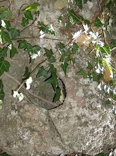 Click for full size image of Castelliere of Verezzi (PID:62098) Castelliere of Verezzi