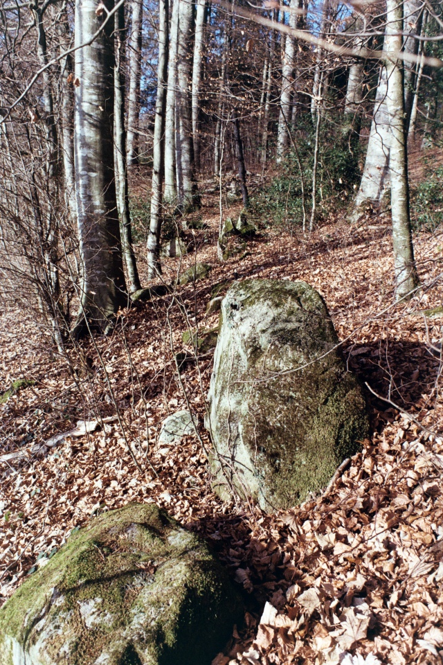 Click for the gallery page to add comments and vote (PID:209205) Rifferswil Jungalbis