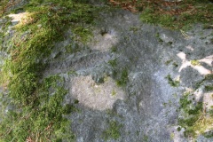 Burgdorf Pleerwald