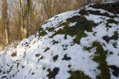 Agassiz Stein