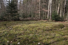 Niederholz Grabhügel
