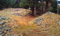 Cairns at St Moritz - PID:114664