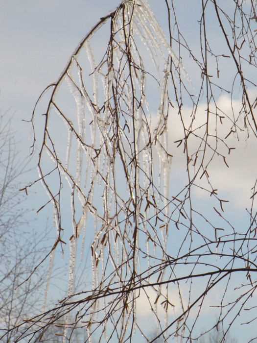 This only happens just before spring in Finland and this tree is out side of my home in Lahti.

Category B