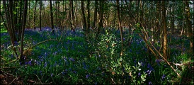West Stoke, Hampshire - PID:29215