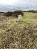 Penychain Headland Standing Stone