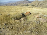 Click for full size image of Karahoonj (PID:158163) Karahoonj
