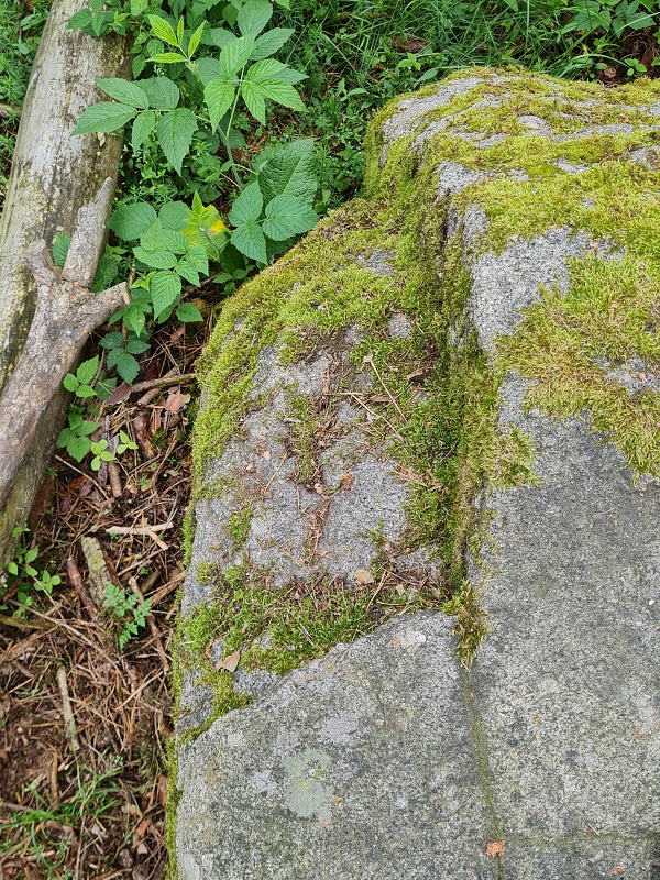 Click for full size image of Logan Stone Vindiš (PID:258423) Logan Stone Vindiš