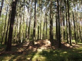 Barrow Cemetery Nová Huť - Háje forest