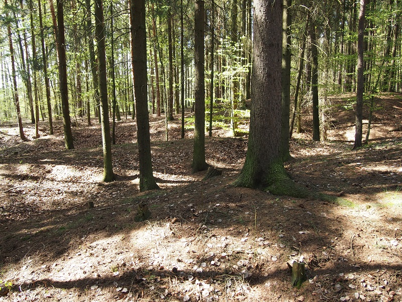 Barrow Cemetery Nová Huť - Háje forest