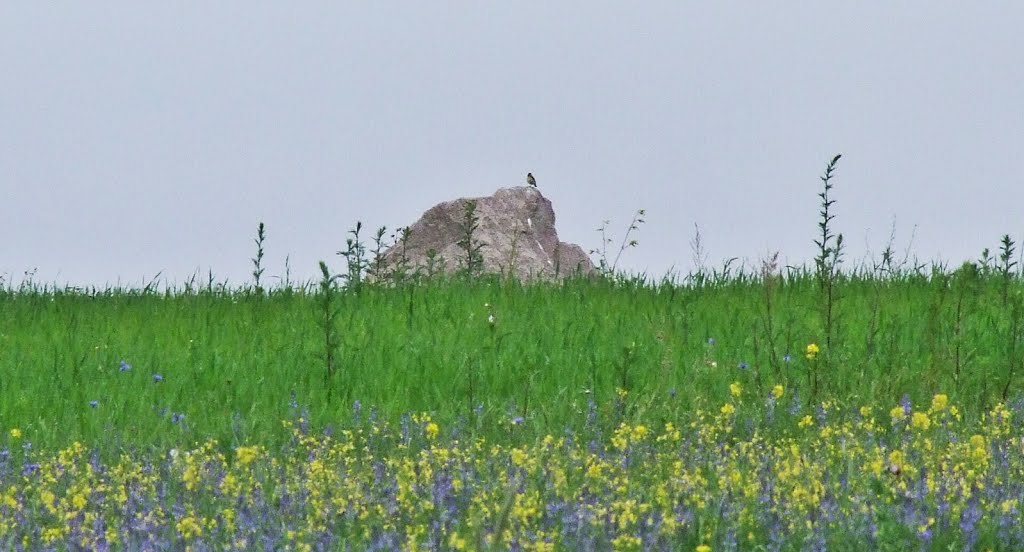 Stone II of Bajorai, and bird, about 100 away from the road 102, exactly at (55.2099, 26.1855).  June 2015.