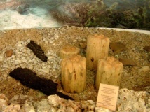  Ohrid Bay of Bones Museum  