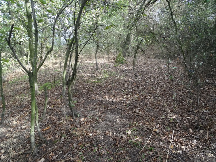 Western artificial terrace adjacent to the hillfort's rampart (photo taken on October 2018).