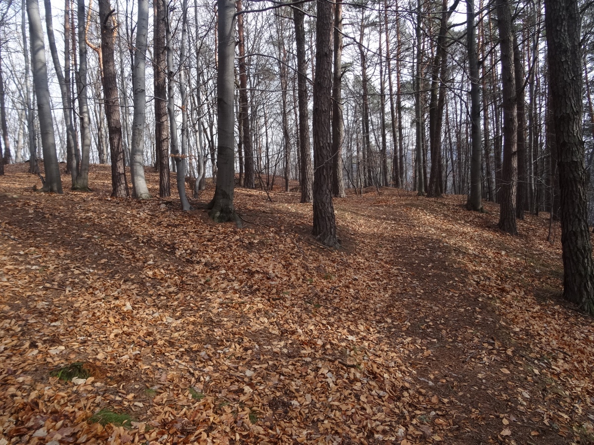 Grodzisko in Gorzeń Górny - remains of a rampart (photo taken on March 2019).