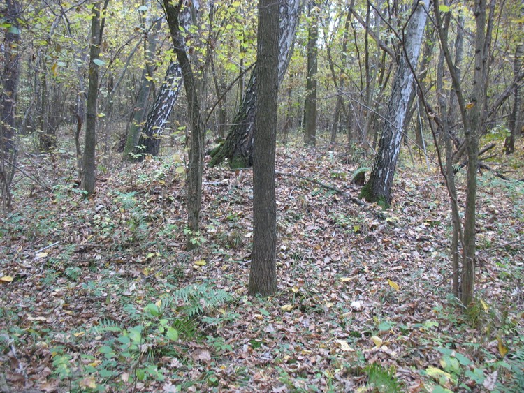 Early medieval burial mounds at the Podzamcze barrow cemetery (photo taken on October 2018).