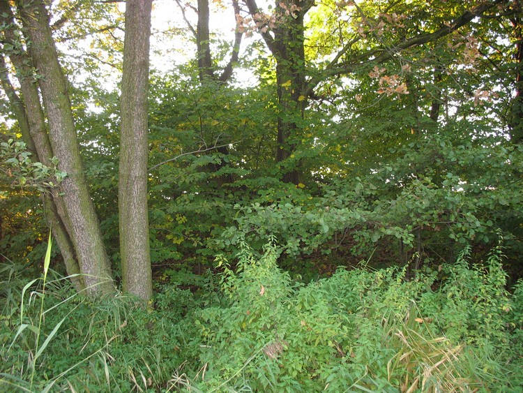 A round barrow in Łany Wielkie - view from the East. Unfortunately from this side the monument is overgrown and at the West it is cut by the road. 
