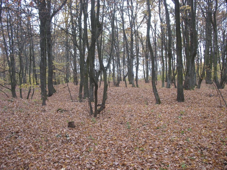 Inner rampart of the grodzisko in Kanie (photo taken on October 2018).