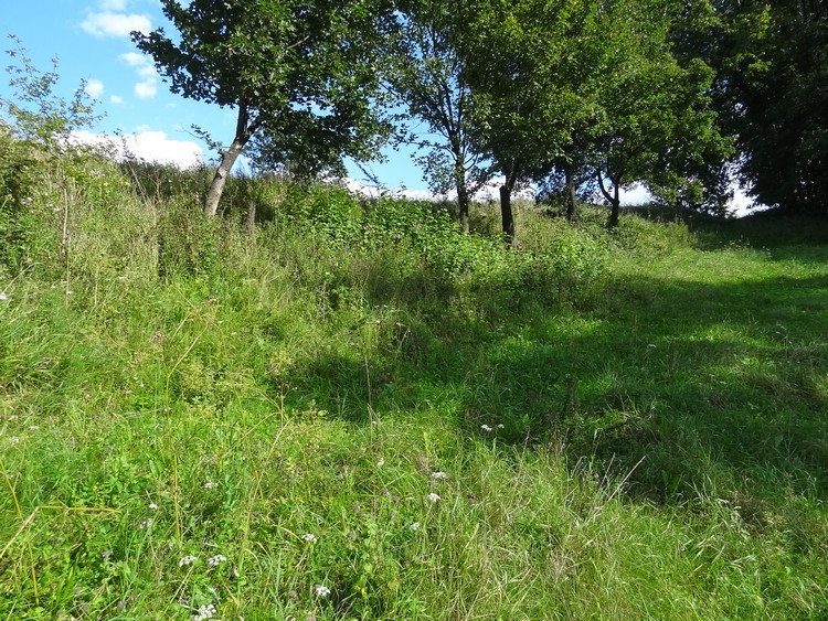 Grodzisko in Marcinkowice - the western part of the rampart (photo taken on August 2014).

