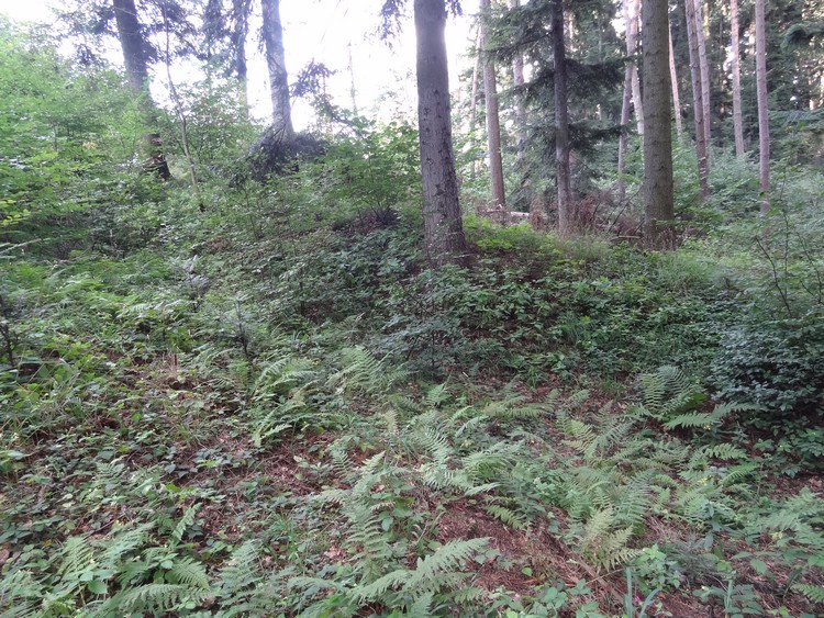 Low rampart between the hillfort and settlement (photo taken on August 2014).
