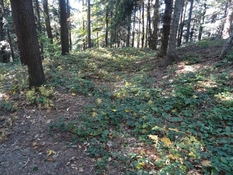 Grodzisko Bugaj in Zakrzów - ditch and outer bank in the western part of the hillfort (photo taken on October 2018).