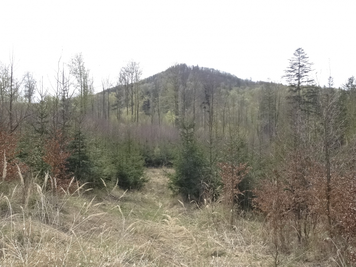 Góra Ostry with a fortified prehistoric settlement of Lusatian culture - view from the NE (photo taken on April 2020).