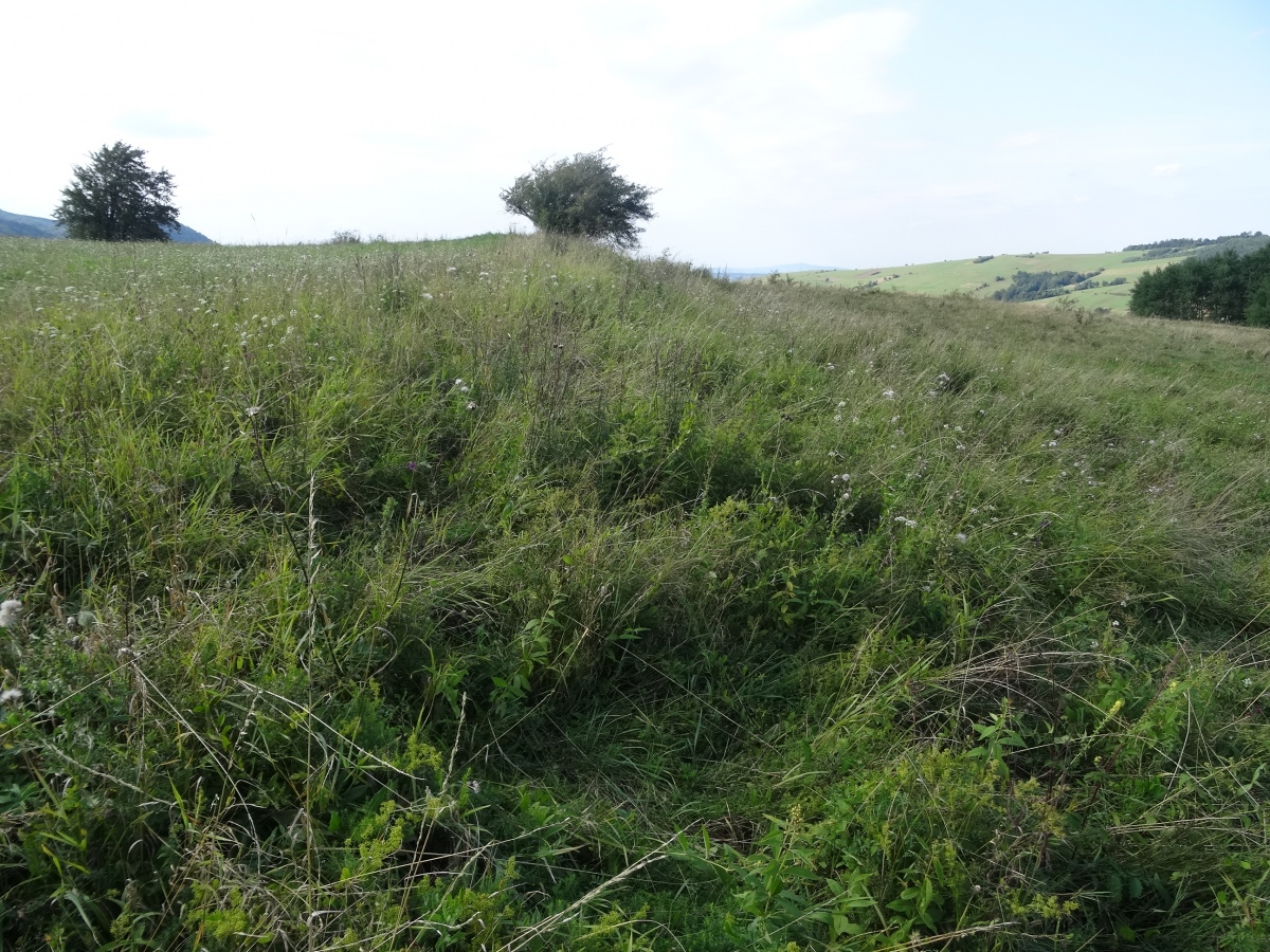 Inner rampart in the NE part of the grodzisko (photo taken on August 2019).