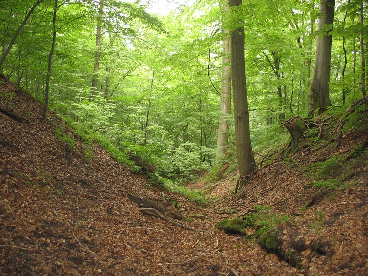 Grodzisko Stary Dzierzgoń