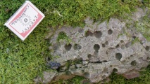 Borecka Forest Alignment - PID:44413 Borecka Forest Alignment - PID:44413