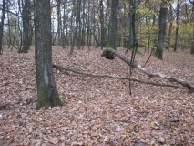 Grodzisko Kanie