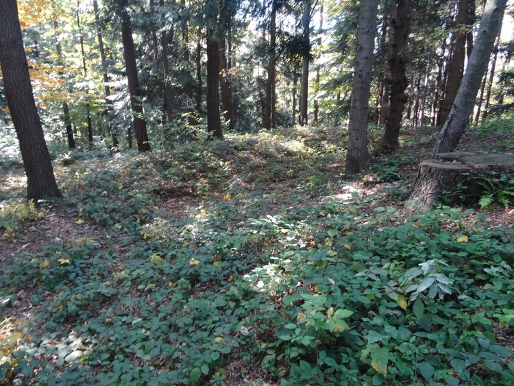 View from the rampart for the ditch and outer bank of the grodzisko (photo taken on October 2018).