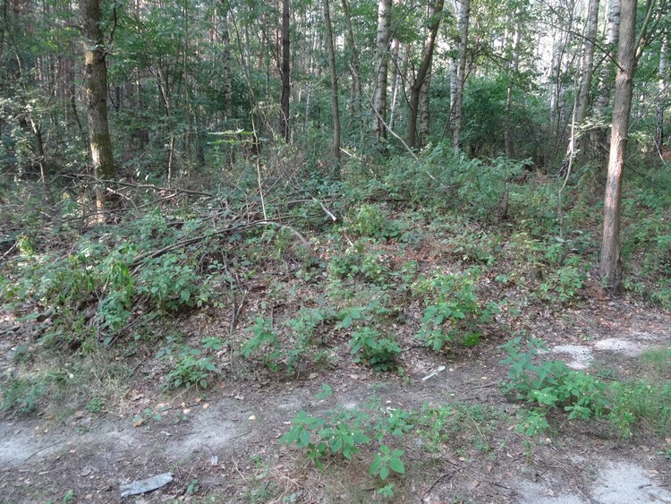 A barrow at 51.242309, 17.587533 (photo taken on August 2018).