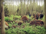 Rudа́evskoe stone nest submitted by AlexAssa