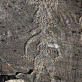 Click for full size image of Petroglyphs of Pegtymel River (PID:141260) Petroglyphs of Pegtymel River
