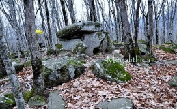Shirokaya Schel North East 1