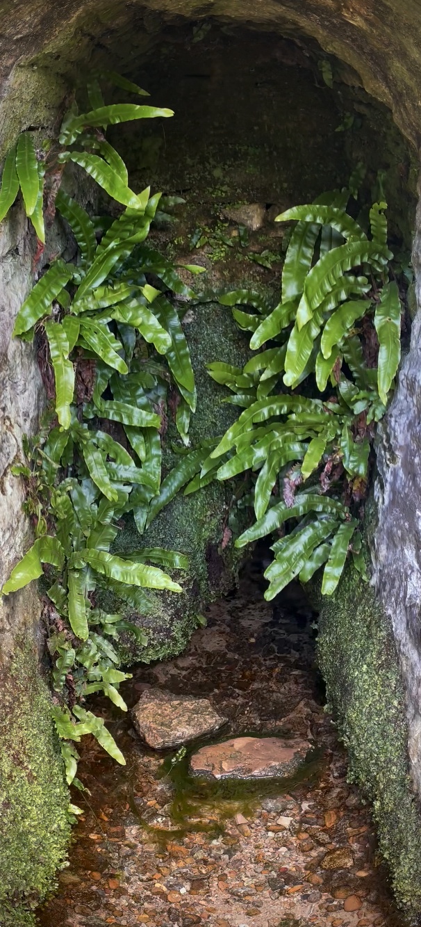 Stevington Holy Well

Beautiful holy well outside the church grounds of St Mary the Virgin in the quiet Bedfordshire village of Stevington. The church dates from the 15th century and has two ruined chapels either side of the chancel which has sadly fallen into disrepair. The spring issues from limestone rock underneath the church and the archway is incorporated into the wall of the church. This 