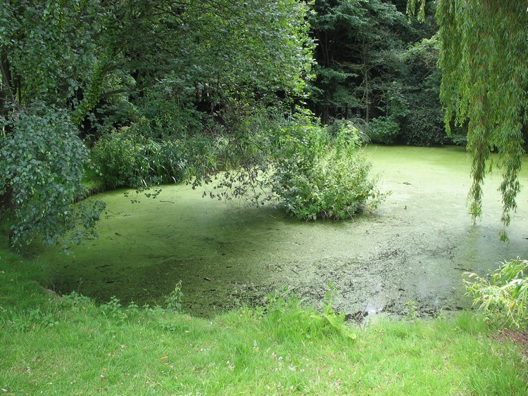 Bapsey Pond - view from the north (photo taken on July 2011).