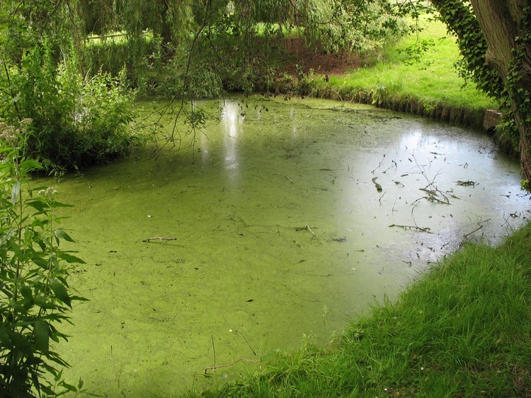 Bapsey Pond
