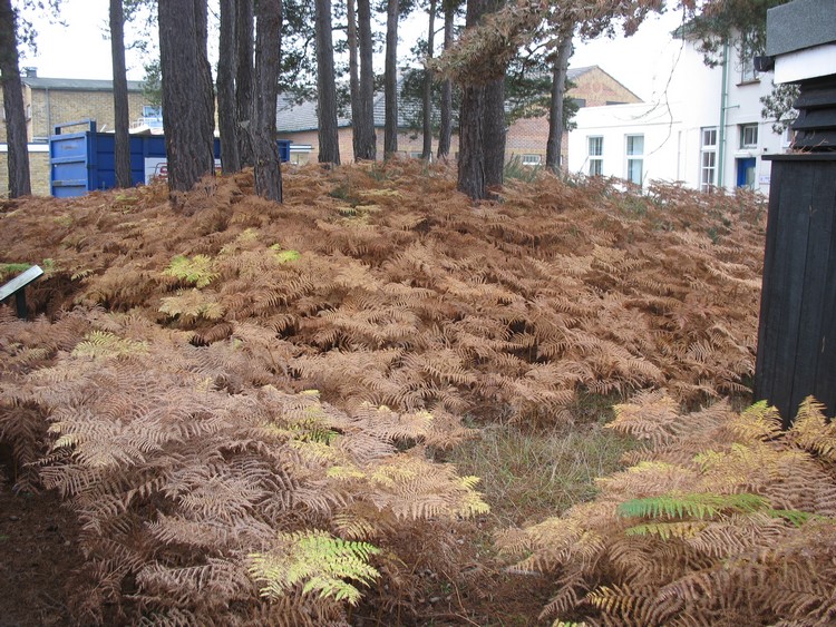 A Bronze Age bell barrow in Heatherwood Hospital - view from the east (photo taken on November 2011).