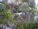 Click for full size image of Bapsey Pond (PID:9238) Bapsey Pond