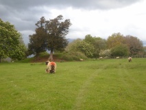 Whaddon Barrow - PID:227664