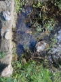 Gorrick’s Well - PID:274490